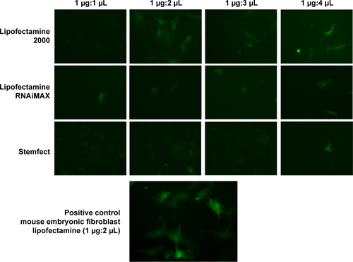 Figure S1 eGFP mRNA transfection was optimized with various transfection reagents.Notes: Various ratios of eGFP mRNA and transfection reagents were tested for cardiac fibroblast transfection. Compared to mouse embryonic fibroblasts that are easy to transfect with lipofectamine, cardiac fibroblasts show inefficient transfection in tested conditions. Among the tested transfection reagents, lipofectamine (1 μg mRNA to 2 μL lipofectamine) shows the best transfection efficiency. Fluorescence images were taken from a confluent 24-well plate. Scale of width of each image is 50 μm. Fluorescence images of transfection reagents that had very inefficient transfection including TransIT-X2, TransIT-mRNA (Mirus Bio LLC, Madison, WI, USA), bPEI, and PEG-polylysine (22 ethylene glycol units, 50 lysine units) are not shown. Transfection was conducted as described in the main text.Abbreviations: bPEI, branched polyethyleneimine; eGFP, enhanced green fluorescence protein.