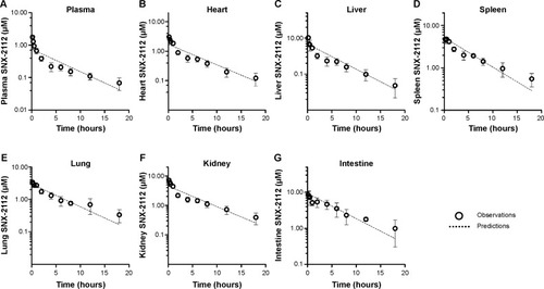 Figure 7 Physiologically based pharmacokinetic (PBPK) modeling of SNX-2112 disposition following administration of cosolvent (2 mg/kg). (A) Plasma concentration–time profile. (B) Heart concentration–time profile. (C) Liver concentration–time profile. (D) Spleen concentration–time profile. (E) Lung concentration–time profile. (F) Kidney concentration–time profile. (G) Intestine concentration–time profile.Note: Dashed lines are predicted data from the PBPK model.