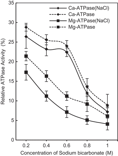 FIGURE 1 Changes in relative Mg2+ -ATPase and Ca2+ -ATPase activity (%) of actomyosin of chicken breast muscle (Pectoralis major) treated with increasing concentration of NaHCO3 (0.2M, 0.4M, 0.6M, 0.8M, and 1M) with (solid lines) or without (dotted lines) NaCl (3%). Mg2+-ATPase and Ca2+-ATPase activity of untreated actomyosin taken as control (100%) was 0.98 μmol/mg/min and 1.25 μmol/mg/min), respectively.