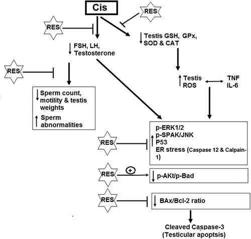 Figure 10. Schematic diagram of the mechanism of action of resveratrol against cisplatin-induced reproductive dysfunction.