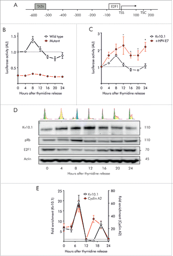 Figure 3. Kv10.1 expression in G2/M depends on pRb/E2F1 activity. A. Schematic of human Kv10.1 promoter indicating E2F1 responsive element upstream of the transcription starting site (TSS). B. Luciferase activity driven by Kv10.1 promoter (black trace) showed a peak activity during G2/M transition (One-Way ANOVA, P < 0.0001). Mutation of E2F1 responsive element (red trace) abolished promoter activity (Two-way ANOVA. Changes in expression levels with time after release P < 0.0001, mutated vs. wild type Kv10.1 promoter P < 0.0001). C. HPV-E7 overexpression increased Kv10.1 promoter activity (Two-way ANOVA. Changes in expression levels with time after release P < 0.01, effect of HPV-E7 overexpression P < 0.0001). D. Analysis by SDS-PAGE and Western blotting using anti-Kv10.1, anti-pRb and anti-E2F1 showed that Kv10.1 expression profile is delayed from E2F1 peak expression. E. E2F1 binding to endogenous Kv10.1 promoter (One-Way ANOVA, P < 0.0001) and Cyclin A2 promoter (One-Way ANOVA, P < 0.001) during G2/M transition (8 h). Cyclin A2, an E2F1 target gene regulated at the G2/M transition was used here as a positive control. Fold enrichment was calculated relative to GAPDH promoter signal. GAPDH is a non-E2F1 regulated gene. All experiments were performed at least 3 times.