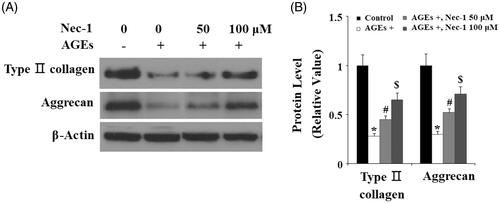 Figure 2. The specific RIP1 inhibitor Nec-1 ameliorated AGE-induced degradation of type II collagen and aggrecan. Human chondrosarcoma SW1353 cells were treated with 100 μg/mL AGEs in the presence or absence of Nec-1 (50 and 100 μM) for 24 h. (A) Representative images of western blot analysis of type II collagen and aggrecan. (B) Quantification of type II collagen and aggrecan (*, #, $, p < .01 vs. previous column group).