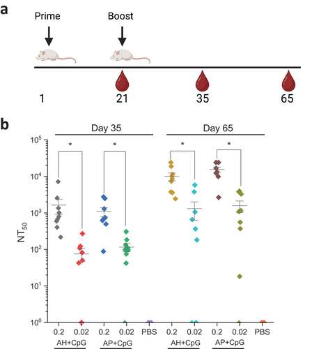 Figure 7. SARS-CoV-2 pseudovirus neutralization activity in the sera of mice immunized with low and high doses of IVX-411 formulated with CpG 1018 and AH or AP. (a) Groups of mice (n = 9/group) were immunized on study day 0 with 0.2 or 0.02 mcg IVX-411 adjuvanted with either 150 mcg AH and 30 mcg CpG or 150 mcg AP and 30 mcg CpG. Mice were boosted with a second dose on Day 21. Serum samples were collected on days 35 and 65. (b) NT50 values from sera collected on days 35 and 65 using SARS-CoV-2 (D614G B.1, 20A) reporter virus particles. Asterisks indicates a statistically significant difference by Kruskal-Wallis analysis using Dunn’s multiple comparisons test (*p < .03). The diagram in (a) was created using BioRender.com.