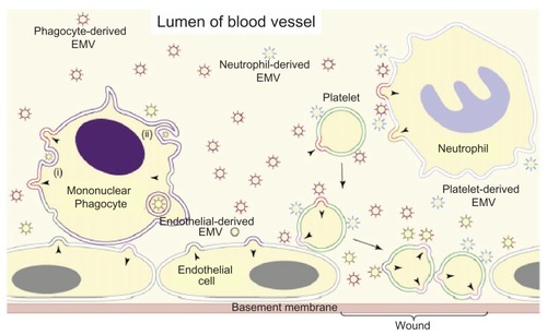Figure 8 Schematic depiction of the origin of EMVs in the blood. © 2008, Elsevier. Adapted with permission from Cocucci E, Racchetti G, Meldolesi J. Shedding microvesicles: artefacts no more. Trends Cell Biol. 2008;19:43–51.Citation47