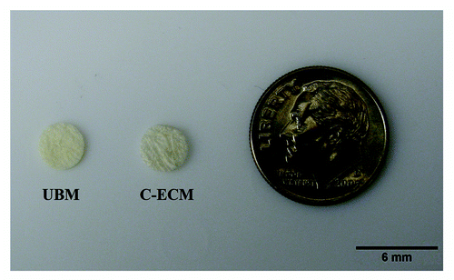 Figure 1. Macroscopic photo of UBM and C-ECM patches prior to implantation.