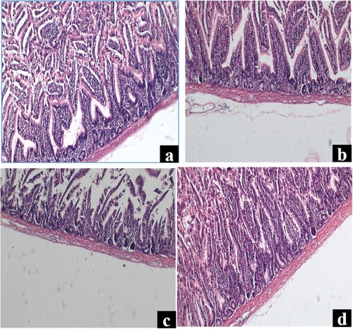 Figure 1. Villi histology of ilium of Japanese quail (a) control group, (b) MOLM diet group, (c) PPP diet group and (d) mixed (MOLM & PPP) diet group. No abnormality in treatment group was seen.