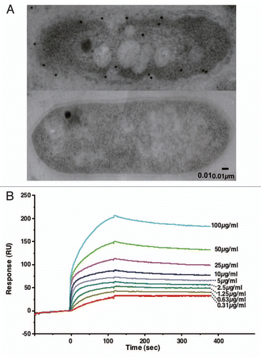 Figure 5 Flagellin homologue as a cell surface alginate receptor. (A) Localization of flagellin homologue p5 in strain A1 cells by immunogold electron microscopy (upper, strain A1 cell grown on alginate; lower, strain A1 cell grown in the absence of alginate). (B) Interaction of p5 and alginate using an SPR biosensor. p5 purified from E. coli cells was immobilized on a sensor chip. The binding of p5 to alginate is dependent on alginate concentration (0.31–100 µg/ml).