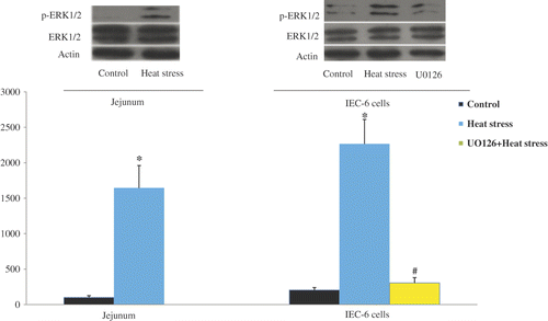 Figure 9. ERK1/2 phosphorylation in rat jejunum and IEC-6 cells was determined using western blotting. Cells underwent the following protocols: control, cultivated in 37°C; heat stress, temperature elevated to 42°C for 3 h; inhibition group, application of U0126 combined with heat stress (42°C for 3 h). Heat stress significantly induced ERK1/2 phosphorylation, which was abolished when U0126 was applied. Values represent the mean ± SE, n = 6 for each group. *P < 0.05 for the heat-stressed group versus the control group, *P < 0.05 for the U0126 group versus the heat-stressed group.