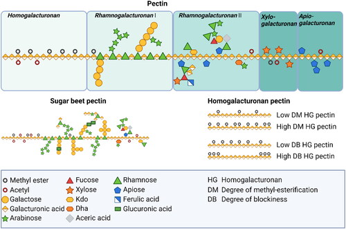 Figure 1. Schematic structure of pectin. Pectin molecules contain different regions such as homogalacturonan, rhamnogalacturonan I, rhamnogalacturonan II, xylogalacturonan, and apiogalacturonan. The primary structure that dominates the smooth pectin region is the linear, partially esterified HG backbone, accounting for approximately 60% of the total pectin. The hairy regions, on the other hand, consist primarily of highly branched RG I and RG II domains, with smaller contributions from xylogalacturonan and apiogalacturonan.