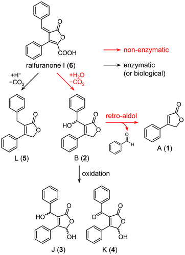 Scheme 2. Proposed conversion pathway from ralfuranone I (6) to other ralfuranones.