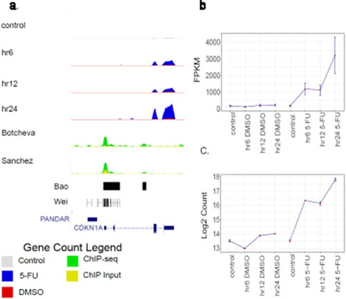 Figure 4. Time-course expression of the CDKN1A/p21 gene in HCT116 cells. (a) A UCSC Genome Browser view that highlights the time-course gene expression in HCT116 cells. The session shows the CDKN1A/p21 locus. Four tracks displayed at the top show RNA-seq datasets at four time-points (control/hr0, hr6, hr12 and hr24). The tracks represent the average expression level of two biological replicates. The control/hr0 track is shown in gray, whereas for the hr6, hr12 and hr24 tracks, the DMSO (in red) and 5-FU (in blue) data are superimposed. Four tracks at the bottom shows published ChIP-seq datasets (58, 60–62), with the tracks named by the first author of the papers. Two ChIP-seq datasets (Sanchez_data and Botchev_data) show both ChIP data (green) and input data (yellow). The other two ChIP-seq datasets (Wei_data and Bao_data) only show peak locations. Other features plotted include CDKN1A genes (dark blue) and the promoter of CDKN1A antisense DNA damage activated RNA (PANDAR). CDKN1A/p21 gene expression levels were measured in FPKM values (b) by CuffDiff2 and log2 count values (c) by DESeq2 under DMSO and 5-FU treatment. In each treatment type, expression levels were measured at hr0/control, hr6, hr12 and hr24 time-points. The error bars show the standard deviation of the expression values in two biological replicates