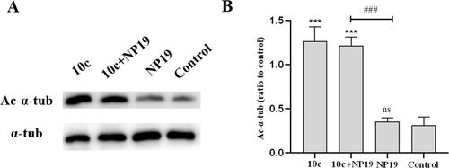Figure 10. Expression levels of Ac-α-tub protein in melanoma tumour tissues. Western blot analysis (A) and quantitative analysis (B) of Ac-α-Tub expression levels in melanoma tumour tissues collected from mice treated with vehicle control, 10c, NP19 + 10c, and NP19. n = 3, the bar graphs are presented as mean ± SD. One-way ANOVA for above analysis, Dunnett test.