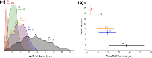 Figure 5. (A) Wall thickness distribution of samples shown in Figure 1 and representative of groups in Table 2. (B) Weibull modulus as a function of wall thickness. The Weibull modulus and credibility interval are taken from the Bayesian nonlinear fitting procedure.