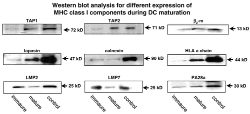 Figure 2.  Heterogeneous APM component expression in DCs during the differentiation process. Protein from immature and mature DC was extracted and subjected to Western blot analysis using anti-APM component-specific antibodies. The control represent the human keratinocyte cell line HaCat.