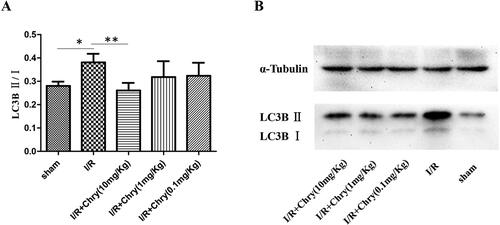 Figure 2. Chrysophanol inhibits LC3B and reduces mitochondrial autophagy of hippocampus in mice. (A) After 24 h of I/R, the result of ratio of LC3BIIto LC3BIby ImageJ analysis of LC3B western blot. (B) Hippocampal total protein was electrophoresed and analyzed by western blot using anti-LC3B antibodies. All Individual experiments were repeated for three times and mean ± SD was calculated. * p < 0.05, ** p < 0.01.