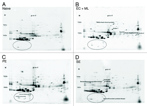 Figure 3. Proteomic analysis of G. mellonella eggs by 2DGE. (A) Eggs laid by naïve parents fed on an uncontaminated diet as larvae. (B) Eggs laid by parents fed on a diet supplemented with a mixture of E. coli and M. luteus. (C) Eggs laid by parents fed on a diet supplemented with P. entomophila. (D) Eggs laid by parents fed on a diet supplemented with S. entomophila. Circles highlight the differences in protein expression in the lower acidic part of the gel. Protein spots identified by peptide mass fingerprinting are marked with an asterisk and labeled accordingly.