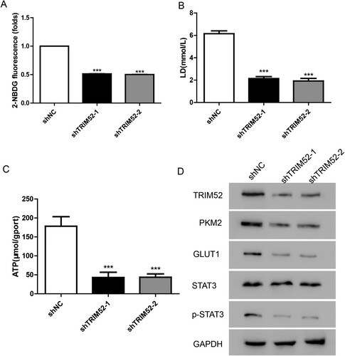 Figure 4. TRIM52 knockdown depresses glucose metabolism in CAOV3 cells. (A) Glucose uptake was analyzed by measuring the level of 2-NBDG. (B–C) Lactate and ATP production were measured after treatment with shTRIM52 lentivirus. (D) Western blot was used to quantify the protein levels of TRIM52, GLUT1, PKM2, p-STAT3, and STAT3.