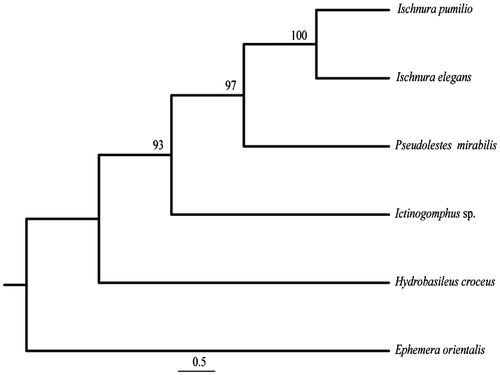 Figure 1. Phylogenetic position of I. elegans and I. pumilio (NC_021617), Pseudolestes mirabilis (NC_020636), Hydrobasileus croceus (NC_025758), Ictinogomphus sp. (KM244673) using the mayfly Ephemera orientalis (NC_012645) as outgroup. MP bootstrap supports are shown for each node. I. elegans and I. pumilio exhibit 86.4% identity in the mt-genes used.