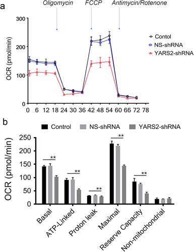 Figure 5. Seahorse Flux Analyzer bioenergetics analysis of YARS2 knockdown cells illustrates significant reduction in respiration. (a) Representative graph of the oxygen consumption rate (OCR). Oligomycin (1.5 μM), carbonyl cyanide p-(trifluoromethoxy)phenylhydrazone (FCCP) (0.5 μM), rotenone (1 μM) and antimycin A (1 μM) were added at indicated times to determine different parameters of mitochondrial functions. (b)The average basal OCR, ATP-linked production, proton leakage, maximal OCR, reserve respiratory capacity, as well as non-mitochondrial production were determined. Data are expressed as means ± SD. **, P < .01, n = 3.