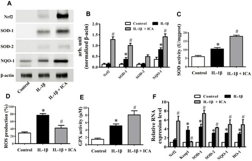 Figure 4 ICA reduces the ROS generation induced by IL-1β by activating the Nrf2 pathway. (A) Protein expression of Nrf2, SOD-1and SOD-2 was investigated by Western blotting using antibodies against the indicated protein, and β-actin was used as a control for equal loading. (B) Specific signal intensities normalized to β-actin were quantified using ImageJ software. (C) Bar charts showing GPX activities in 0.1% DMSO alone, IL-1β 1 ng/mL alone and IL-1β together with ICA 10−9 M. (D) Bar charts showing intracellular ROS production in the different groups. (E) Bar charts showing SOD activities in the different groups. (F) The expression of Nrf2, Keap1, SDO-1, SOD-2 and HO-1 was measured by quantitative PCR using the TaqMan assay system (Life Technologies). GADPH was used as an endogenous control. Data are expressed as the mean ± SD (n = 6). *p≤0.05, compared to the control; #p≤0.05, compared to IL-1β.