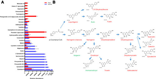 Figure 4 Accumulation of flavonoids in the kernel and peel. (A) Relative abundance of flavonoids in the kernel and peel. (B) Enrichment analysis of the flavonoid biosynthesis pathway. Starting from p-Coumaroyl-CoA, flavonoids were synthesized through two metabolic pathways, Liquiritigenin and Naringenin chalcone. Red indicates a higher abundance in the kernel, while green indicates a higher abundance in the peel.