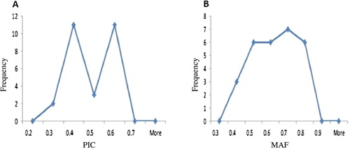 Figure 1. A: Diagram represents the frequency of PIC for studied SSR markers. B: Diagram represents MAF rates for studied SSR markers.