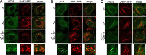 FIG 7 Glutamine, leucine, and arginine activate MTORC1 and inhibit ULK1 complex translocation to autophagosome assembly sites. HEK293A cells stably expressing LAMP1-mRFP were starved of amino acids for 2 h or starved for 110 min, followed by 10 min resupplementation with glutamine, leucine, and arginine (in the presence of 5% dialyzed FBS). The fixed cells were stained for endogenous MTOR (A), ULK1 (B), or ATG13 (C). The arrows in the enlarged insets indicate MTOR localized on lysosomal membranes in response to glutamine, leucine, and arginine (A) and localization of the ULK1 complex on autophagosome assembly sites juxtaposed to lysosomal membranes in response to amino acid starvation (B and C). Scale bars, 10 μm.