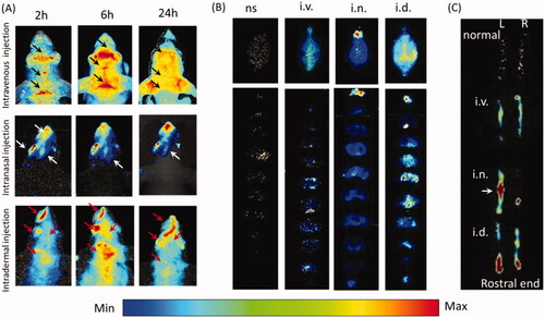 Figure 1. Intradermal injection enhanced Evans blue diffusion into the brain. (A) In-vivo images of the mouse head after intranasal, intravenous and intradermal injection of Evans blue. (B) Images of the whole brains and the corresponding slices from intravenous, intranasal and intradermal injection of Evans blue. (C) Images of right and left trigeminal nerves with i.d., i.n. and i.v. of Evans blue injection. ns: normal; i.v.: intravenous injection via tail vein; i.n.: intranasal injection; i.d.: intradermal injection in the mystacial pad.