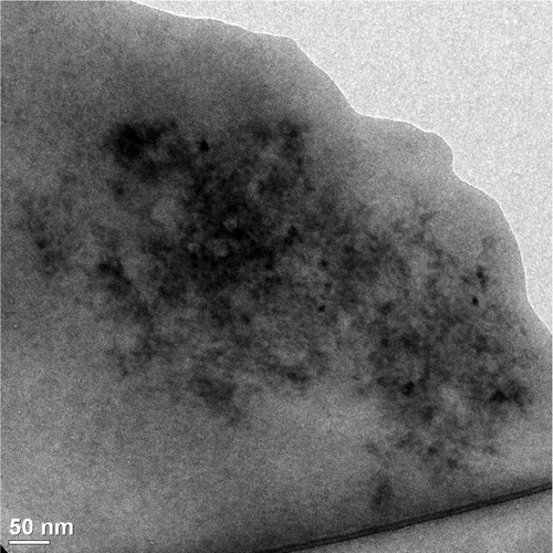 Figure 5. TEM micrograph of loaded NP from the loading experiment with 10% DOX hydrochloride.