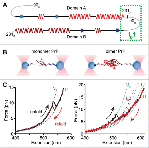 FIGURE 2. Summary of single-molecule force spectroscopy experiments. (A) Design of the PrP tandem dimer, indicating the native structural elements and the proposed region for ID1 formation. (B) In the experimental set-up of optical tweezers, PrP molecules are tethered between 2 polystyrene beads via DNA handles, and the beads are trapped using high-intensity laser beams. Moving the beads apart and back together again ramps the force on the protein up and down to cause unfolding and refolding. (C) Examples of pulling curves showing unfolding and refolding of a PrP monomer (left) and a PrP dimer (right), where each transition gives rise to a ‘rip’ in the force-extension curve. Dashed lines indicate fits using an analytical model that describes stretching of the unstructured parts of the construct (handles and unfolded protein), used to determine the size of the structure that unfolded/refolded and the number of intermediates observed. Neither domain of the dimer folded natively; instead the dimer misfolded via several intermediates to an aggregated state (cartoon in panel B). Adapted from Ref. 64.