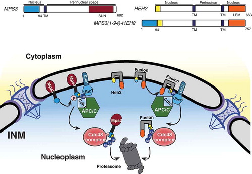 Figure 4. The N terminus of Mps3 is sufficient for APC/C-mediated INMAD. (A) A schematic representation of INM proteins Mps3 and Heh2, and the fusion protein Mps3(1–94)-Heh2 protein structure and membrane topology. TM, transmembrane domain. (B) Mps3 recognition for degradation by APC/C proceeds as described in Figure 3C. Mps3(1–94)-Heh2 (Fusion) behaves similarly, showing a dependence on the N terminus of Mps3 for recognition by APC/C and subsequent degradation. INM protein Heh2 is endogenously stable.