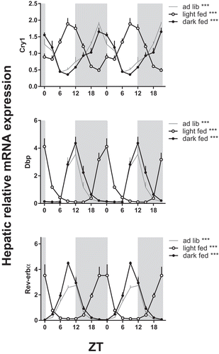 Figure 5. Effect of timing of food intake on daily hepatic mRNA expression of clock genes. Chow was available either 24 h ad lib (ad lib, grey line) or 10 h time-restricted during the dark phase (dark fed, filled circles) or light phase (light fed, open circles). Gene expression is given relative to the geometric mean of three reference genes. Grey background indicates the dark period and time is given as ZT. Asterisks indicate if expression rhythms show a significant daily rhythm as tested by JTK software (Supplemental Table S1), **p < 0.01, ***p < 0.001. Cry: cryptochrome; Dbp: albumin D-box binding protein; Rev-erbα: reverse viral erythroblastosis oncogene product α.