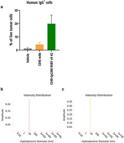 Figure 5. Tumor localization and hydrodynamic sizes of RUBY bsAbs and controls. (a) RUBY v9 bsAb efficiently localized to the tumor area, where they bound EpCAM expressing tumor. Mice were inoculated s.c. with MB49 tumors expressing human EpCAM or the same cell line lacking the EpCAM expression. The mice received a single CD40-EpCAM RUBY v9 #2 bsAb, CD40 mAb or vehicle i.p. injection and 24 hours later the tumors were collected and the frequency of IgG+ cells were analyzed by flow cytometry. (b) A RUBY bsAb and (c) Monoclonal antibody control displayed similar hydrodynamic sizes as determined by DLS.