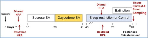 Figure 1. Experimental protocol timeline. Rats were allotted 7 d for recovery from surgery and 8 d for baseline measurements, which included diurnal and restraint stress ACTH and corticosterone. After 10 d of sucrose SA and 10 d of oxycodone SA during a 26-d timespan, rats entered the abstinence phase and were acclimated to the sleep restriction apparatuses. During the next 35 d of abstinence, sleep restriction or ambulation control conditions were carried out. HPA axis assessments were repeated on Days 20–23 of sleep restriction or control conditions. The final nine experimental days of sleep restriction or control conditions were composed of extinction testing, footshock reinstatement, and tissue harvests.