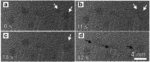 Figure 3. Motion and coalescence of Au domains on CdSe nanorods during annealing between 170 and 190ºC. White arrows (a-c) indicate the cluster diffusion and coalescence of two Au domains, black arrows (d) indicate the presence of flat Au/CdSe interfaces at the tip of the nanorods after annealing. Reprinted with permission from [Citation28]. Copyright [2010] American Chemical Society.