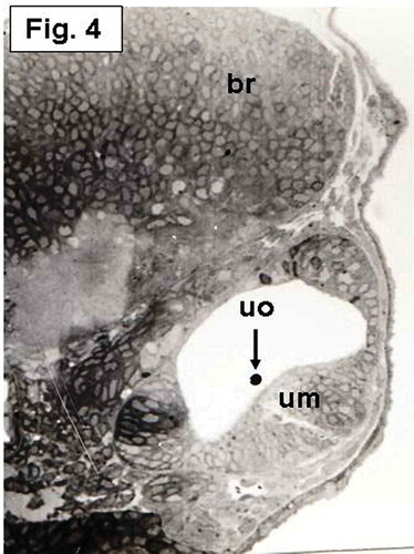 Figure 4. Hypophthalmichthys molitrix, 4 days after fertilization. Light microscopy micrograph of a transverse section across the developing inner ear, showing establishment of the utricular macula (um) which overlain by a small utricular otoloith (uo). br, brain. 355×.