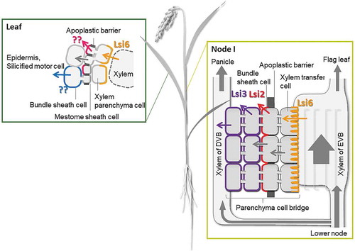 Figure 3. Schematic presentation of Si distribution in shoot of rice. In leaves, Si in the xylem sap is unloaded by Lsi6, but transporters for further deposition at specific cells are unidentified. In nodes, Si in the xylem of enlarged vascular bundle is first unloaded by Lsi6 localized at the xylem transfer cells, followed by releasing Si toward diffuse vascular bundles by OsLsi2 polarly localized at the bundle sheath cell layer and OsLsi3 localized in the parenchyma tissues between enlarged vascular bundles and diffuse vascular bundles. Arrows with different colors indicate transport processes mediated by different transporters and symplastic flow of Si