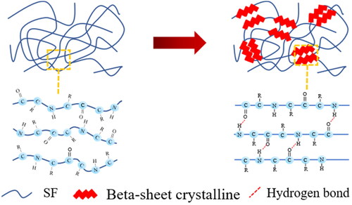 Figure 1. Schematic transformation of SF from random coil to beta-sheet crystalline.