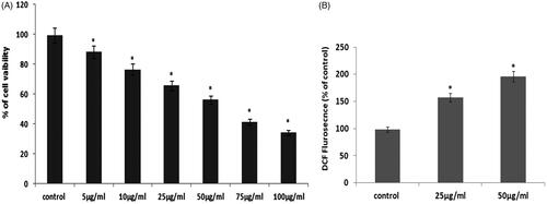 Figure 7. (A) Cytotoxic potential of AgNPs from Salvia miltiorrhiza in prostate cancer LNcap cell. (B). Effect of AgNPs from Salvia miltiorrhiza mediated ROS measurements in LNcap cells.