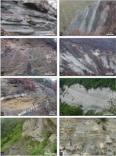 Figure 5. Stratigraphic succession of the Tertiary Piedmont Basin: (A) Fine-to-medium-grained sandstone, in decimeters to one meter thick beds, of the Monastero Formation (SE of Frascata). (B) Grayish marl and silty marl in decimeters thick beds of the Rigoroso Formation (Ramero inferiore). (C) Brownish massive sandstone, characterizing the upper member (RIG1) of the Rigoroso Formation (WSW of Poggio Maggiore). (D) Well bedded whitish siltstone and sandstone of the Cessole Formation, interbedded upward by yellowish sandstone (NE of Monte Provinera). (E) Alternating yellowish sandstone and grayish cemented sandstone in decimeters thick beds of the Serravalle Formation (WNW of San Vito). (F) Alternating whitish sandstone and siltstone in decimeters thick beds of the lower member of the Sant'Agata Fossili marls, dissected by a slump scar (black arrow; see CitationClari & Ghibaudo, 1979 for major details) (East of Sant'Alosio). (G) Stratigraphic contact between the Valle Versa Chaotic Complex of late Messinian age, here represented by a reworked huge block of selenitic gypsum (CTVgs), and the upper pelitic member of the Sant'Agata Fossili marls (SAF2), Tortonian – early Messinian in age (Ripa dello Zolfo, North of Castellania). (H) Pelite and siltstone, alternating with decimetes thick beds of sandstone and microconglomerate of the Cassano Spinola conglomerates (SE of Cassano Spinola).