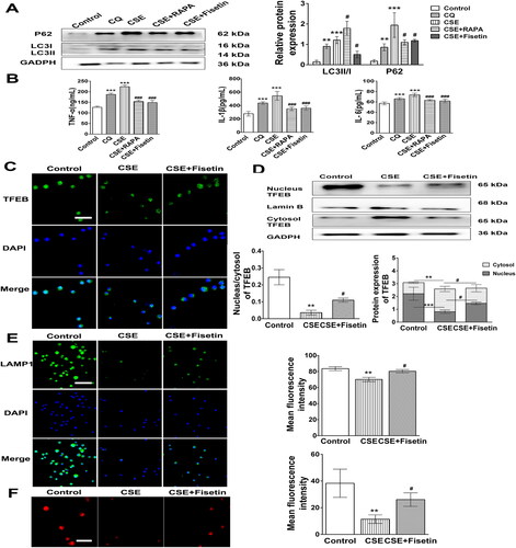 Figure 3. CSE prevented TFEB from entering into nucleus, which led to the increasing secretion of inflammatory cytokines in NR8383 cells. A: The ratio of LC3II/I protein, the level of P62 protein in NR8383 cells were detected by western blot. B: The levels of inflammatory cytokines TNF-α, IL-1β, IL-6 were detected by ELISA kits. C: The immunofluorence was used to analyze the TFEB location in NR8383 cells. Scale bar, 20µm. D: The expressions of TFEB protein in nucleus and cytosol were detected by western blot. E: Immunofluorence (IF) was used to detect the fluorescence intensity of LAMP1 protein in NR8383 cells. Scale bar, 20µm. F: Lyso-Tracker Red staining was used to measure the acid environment of lysosomes in NR8383 cells; the intensity of red fluorescence was positively correlated with the acidic degree of lysosomes. Scale bar, 20µm. The data was expressed as mean ± SEM (n=3). *P<0.05, **P<0.01, ***P<0.001 vs control group, #P<0.05, ##P<0.01, ###P<0.001 vs CSE group.