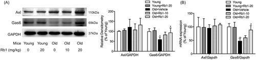 Figure 5. The influence of Rb1 on the Gas6/Axl signalling pathway. (A) Western blotting was performed to examine the protein expression of Gas6 and Axl. (B) qPCR was performed to examine the mRNA expression of Gas6 and Axl. The data are expressed as the mean ± SD. *p < 0.05, **p < 0.01 vs. the Young group; #p < 0.05 vs. the Old + Vehicle group.