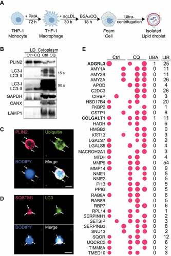 Figure 2. Proteins enriched on lipid droplets following lipophagy inhibition. (A) Schematic for human THP-1 macrophage lipid droplet (LD) isolation. (B) Western Blot analysis of LD and cytoplasmic fractions obtained by sucrose gradient ultracentrifugation. (C, D) Immunostaining of isolated LDs for PLIN2 and Ubiquitin (C), SQSTM1 and LC3 (D), and BODIPY 493/503 to label neutral lipids. (E) Enrichment of proteins at the surface of LDs in foam cells treated with chloroquine (CQ) relative to untreated (Ctrl), with the size of bubbles reflecting relative protein abundance. The number of putative ubiquitin-associated (UBA) and LC3-interacting (LIR) motifs identified in each protein is shown to the right. Scale bar: 1 μm