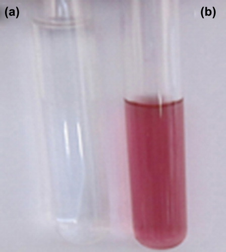 Figure 1. Visual observation of B. licheniformis cell lysate supernatant after 24 h of incubation in test tubes. (a) Control sample having only bacterial cell lysate supernatant; (b) Cell lysate supernatant with aqueous solution of HAuCl4 showing gold precipitation (color changed to pink).