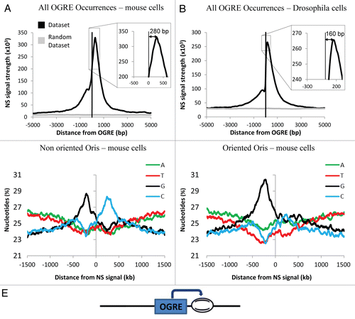 Figure 2 OGRE is localized upstream of metazoan Ori peaks. Nascent Strands (NS) enrichment at OGRE is shown for mouse (A) and Drosophila (B) cells. A strong NS peak is found ∼280 and ∼160 nucleotides 3′ of the overall mouse or Drosophila OGRE occurrences, respectively. NS signals were not associated with randomized OGRE occurrences. The enrichment value is the negative log of the combined p-value associated with the NS signal. (C) OGRE-positive mouse Oris were aligned and centered on the NS peaks. The nucleotide distribution was calculated ±1 kb of the NS peak. Note the presence of G-(black) and C-rich (blue) sequences 5′ and 3′ of the NS peaks. In this situation, Oris were not oriented relative to the OGREs. (D) When mouse Oris were oriented relative to the OGRE s, the nucleotide distribution around NS peaks was characterized by the presence of a strong G-rich strand (black) 5′ of the NS peak. (E) Schematic representation of OGRE organization relative to the NS peak.