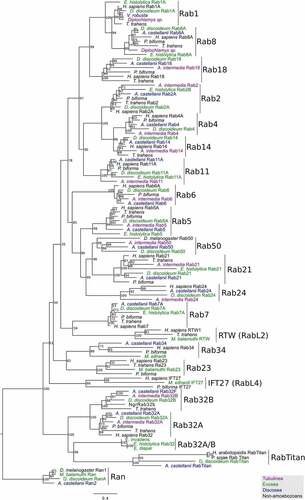 Figure 1. Phylogenetic reconstruction of the 20 ancestral Rab subfamilies predicted to be present in the Last Amoebozoa Common Ancestor (LACA). Maximum likelihood (ML) tree of a subset of the master dataset represented in Supplementary Figure 2, focusing on the 20 Rab subfamilies predicted to have been conserved in LACA, as well as in few selected amoebozoan and non-amoebozoan taxa. We considered Ran as the outgroup. Representatives of the three major groups of Amoebozoa are highlighted in purple (Tubulinea), green (Evosea), and blue (Discosea). Vertical bars indicate the Rab subfamilies clades. Values at nodes are ML bootstrap (BS) (1,000 ultrafast BS rep, IQ-TREE LG+I+ G4). Note that the subfamilies Rab1, 2, 4, and 32 were recovered in lower supported (ultrafast BS<95%) or paraphyletic clades. This observation is consistent to what previous studies have found; Rab 1 and Rab2 have been consistently recovered as paraphyletic or lower supported clades due to Rab8 and Rabs4/14 respectively [Citation23,Citation24]. The Rab32 subfamily is recovered as a paraphyletic clade due to the branching pattern of Entamoeba’s sequences classified as Rab32.