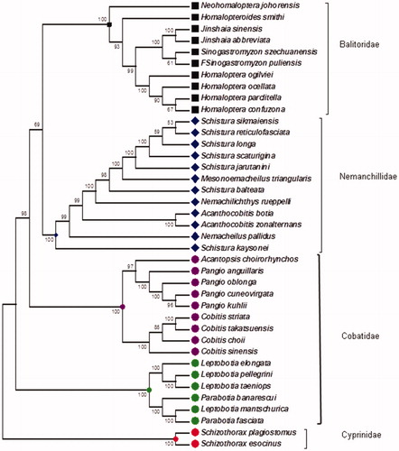 Figure 1. Neighbor-joining phylogenetic tree of Schizothoracinae with other families of Order cypriniformes on the basis of complete mitogenome.