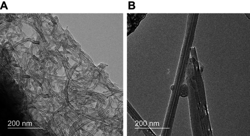 Figure 1 Morphology and dispersibility of MWCNTs. (A) The mean diameter, length, and morphology of the thin-MWCNTs were 10–15 nm, 10 µm, and curly, respectively. For thick-MWCNTs, the mean diameter, length, and morphology were 60 nm, 10 µm, and straight, respectively. (B) The particle diameter of the thin-MWCNTs and thick-MWCNTs solutions were both similar to a single MWCNTs and were highly dispersed.Abbreviation: MWCNTs, multiwalled carbon nanotubes.