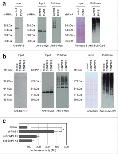 Figure 4. For figure legend, see page 1877. Figure 4 (See previous page). PIAS1 and SENP7 mediate the reversible SUMOylation of c-Myc. (A) U2OS cells stably expressing His-SUMO2 were infected with lentiviruses encoding control or PIAS1 shRNAs. Upon knockdown, cells were treated with MG132 and a His pulldown was performed. Samples were analyzed by SDS-PAGE and immunoblotting using anti-c-Myc and anti-SUMO2/3 antibodies. Anti-PIAS1 antibody was used to check knockdown efficiency. Ponceau S staining was used as a loading control. (B) U2OS cells stably expressing His-SUMO2 were infected with lentiviruses encoding control or SENP7 shRNAs. Upon knockdown, cells were treated with MG132 and a His pulldown was performed. Samples were analyzed by SDS-PAGE and immunoblotting using anti-c-Myc and anti-SUMO2/3 antibodies. Anti-SENP7 antibody was used to check knockdown efficiency. Ponceau S staining was used as a loading control. (C) A luciferase assay was performed to check c-Myc activity upon PIAS1 or SENP7 knockdown. The average and SEM of 6 different replicates are shown. The difference between control and PIAS1 knockdown is significant (P < 0.01), indicated by the asterisk.