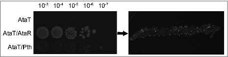Figure 3. AtaT toxicity is not reversed by Pth overexpression. The ataT gene was cloned in the pBAD33 plasmid under the pBAD promoter control. The ataR and pth genes were cloned in the pKK223-3 plasmid under the pTac promoter control as previously described1. Overnight cultures of E. coli strain (DJ624Δara, a MG1655 derivative devoid of the ataT-ataR system) carrying combination of pBAD33 derivatives and pKK223-3 derivatives as indicated on the left panel were serially diluted as indicated above the panel and spotted on LB agar plates supplemented with 0.2% arabinose and 1 mM IPTG (left panel). After incubating the plates overnight at 37°C, colonies from the 10-3 dilution were collected and streaked on LB agar with 1% glucose to test viability (right panel).